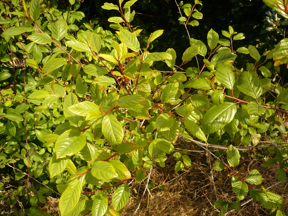 Frangula alnus subsp. alnus (Rhamnaceae)